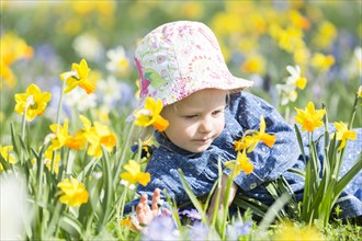 Little girl lies in a flowery meadow with daffodils