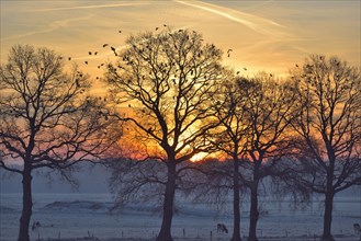 Leafless trees at sunrise with flock of wood pigeons