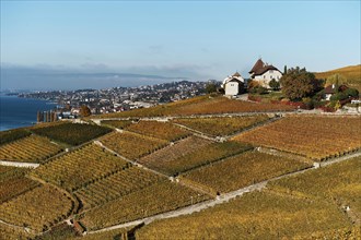 Vineyards in autumn with view of Castle Montagny