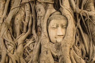 Stone Buddha head entwined in tree roots