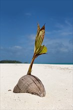 Sprouting coconut