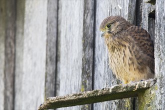 Young common kestrel
