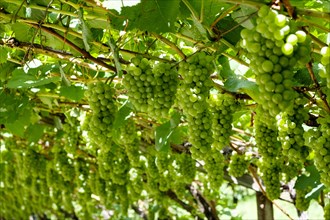 Vines with green grapes