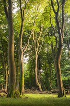 Old beech forest