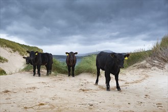 Young Aberdeen Angus cattle stand in dune landscape at the Cape of Balnakeil