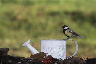 Great tit