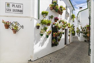 Flower-decorated alleyway
