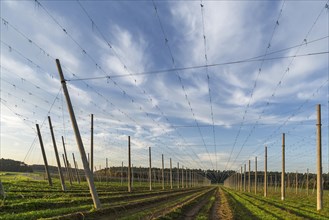 Harvested hop field in the evening light