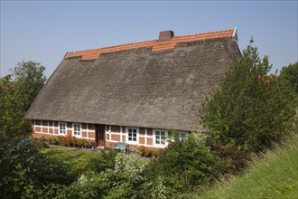 Thatched cottage