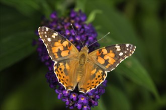 Painted lady or cosmopolitan