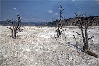 Dead trees standing in mineral deposits