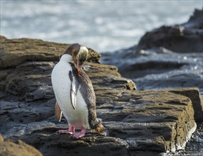 Yellow-eyed penguin