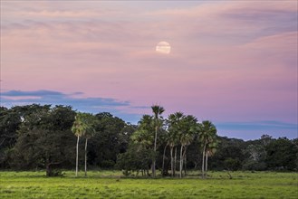 Landscape with moriche palm trees in the southern Pantanal
