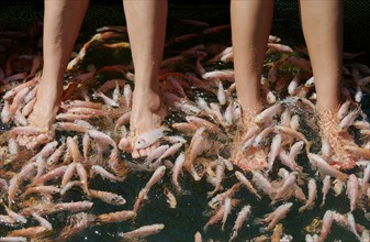 Many fishes cleaning feet
