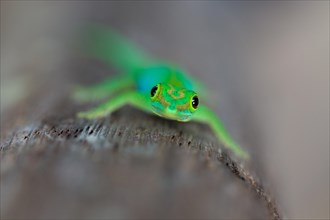 Small Seychelles day gecko