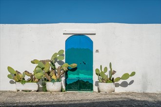 Cactus in front of white wall and mediterranean door