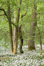 Deciduous forest with blooming ramsom