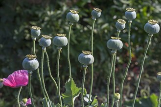 Seed vessels of opium poppy