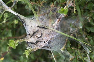 Caterpillars of a moth