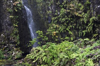 Waterfall with typical fern vegetation