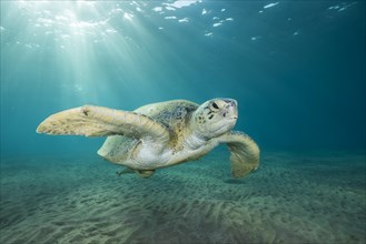 Green Sea Turtle