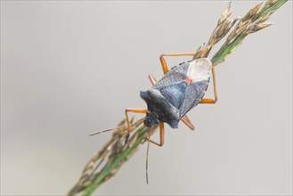 Forest bug