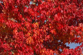 American sweetgum in autumn colors