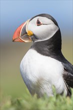 Puffin