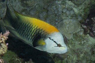 Sling-jaw wrasse