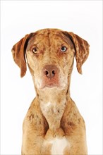 Catahoula Leopard Dog