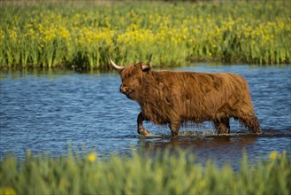 Scottish highland cattle