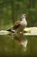 Eurasian sparrowhawk