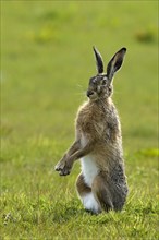 Upright sitting European hare