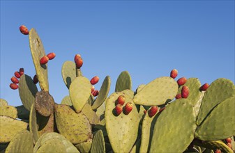 Prickly pear