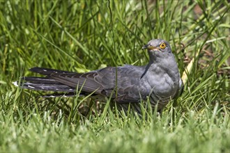 Common cuckoo