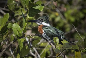 Amazon kingfisher