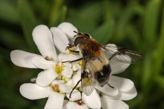 Cossus Hoverfly