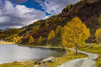 Autumnal discoloured Larches