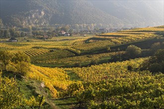 Autumnal vineyards near Weissenkirchen in the Wachau