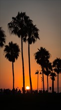 Palms in backlight at sunset