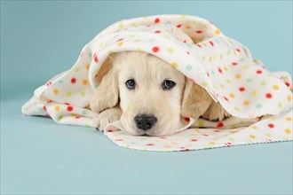 Golden Retriever Puppy lying with polka-dotted blanket