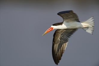 African skimmer