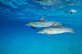 Pair of Spinner Dolphins