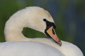 Young mute swan