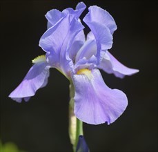 Dalmatian iris