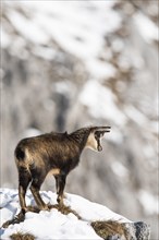 Chamois