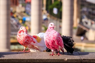 Two colorful pigeons