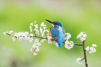 Kingfisher