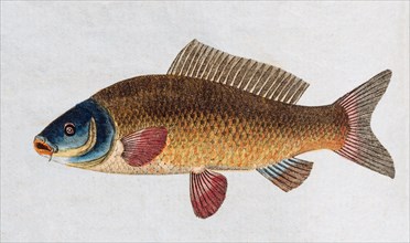 Common carp