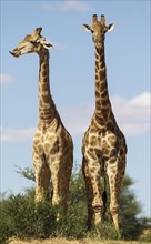 Two Southern Giraffes